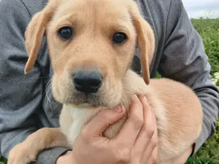 Labrador Retriever dogs Ready in 2 days!! Gorgeous labradors - Advert 15