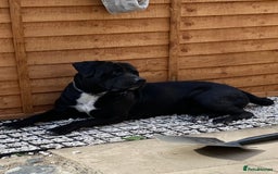 Mixed Breed dogs for sale: Cane corso x  - Image 3