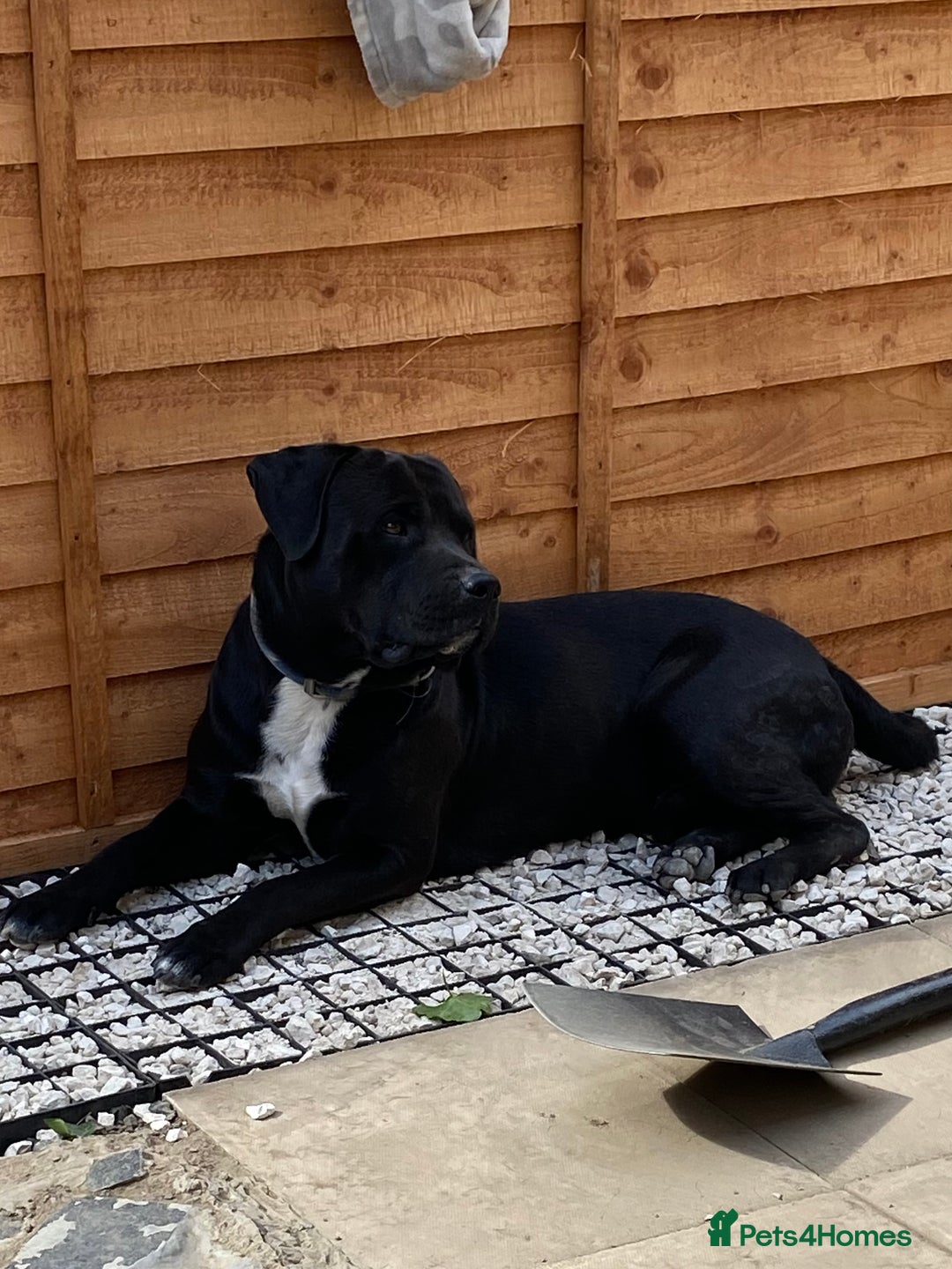 Mixed Breed dogs for sale: Cane corso x  - Image 3