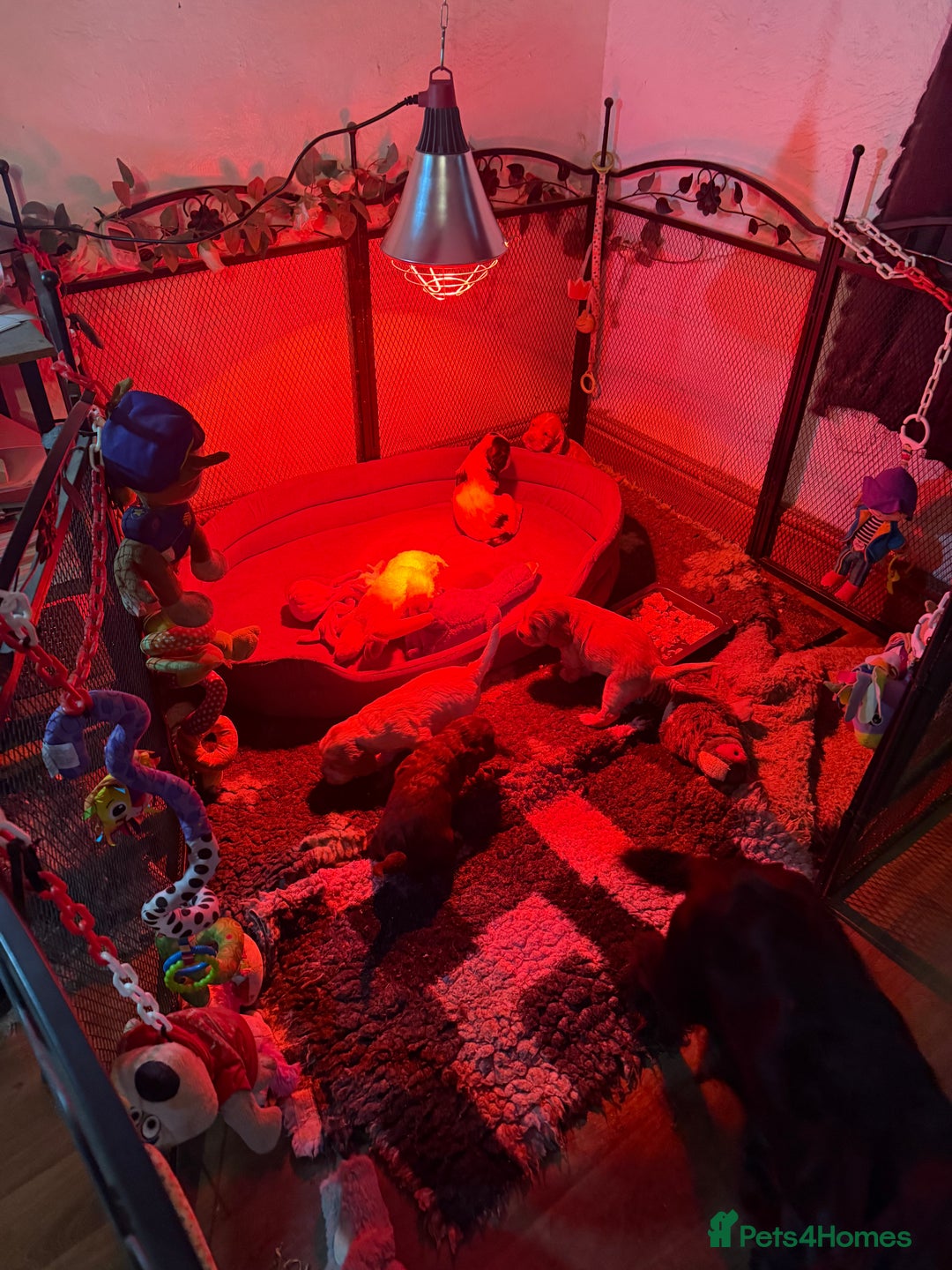 Cocker Spaniel dogs for sale: Stunning working cocker spaniels - Advert 7