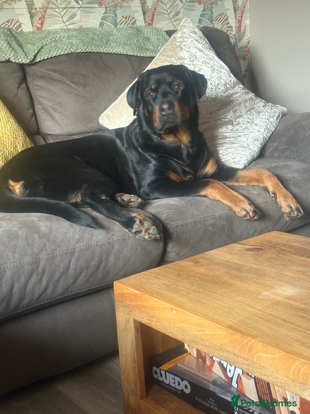 Mixed Breed dogs for sale:  Beautiful natured girl - Advert 3