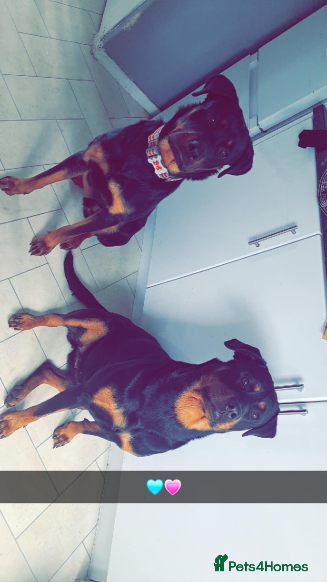 Rottweiler dogs for sale: 10 Rottweiler puppies - Image 15