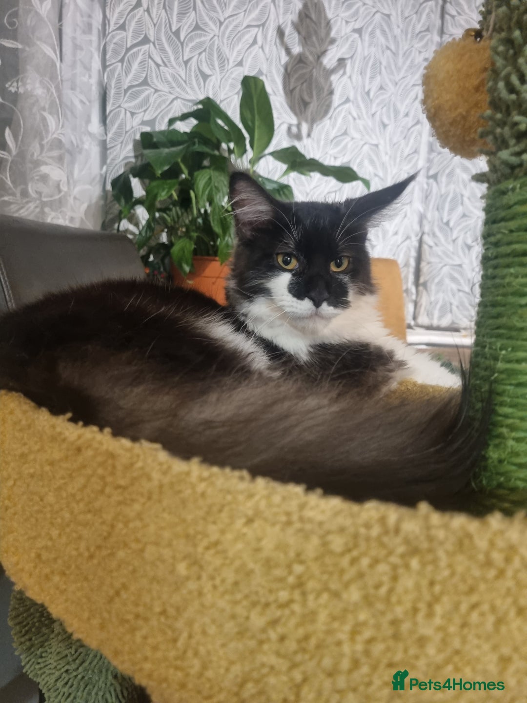 Maine Coon cats for sale: Female Maine coon  - Advert 8