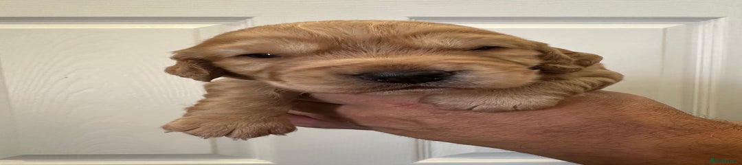 Golden Male Pup
