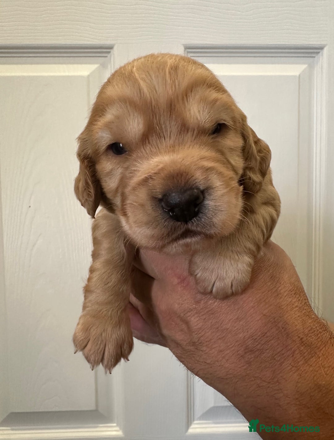 Cocker Spaniel dogs for sale: Beautiful Chocolate/Golden Working Cocker Spaniels - Image 5