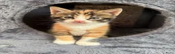 Maine Coon cats for sale: READY TO LEAVE LAST FEMALE TORTOISESHELL X KITTEN - Advert 1