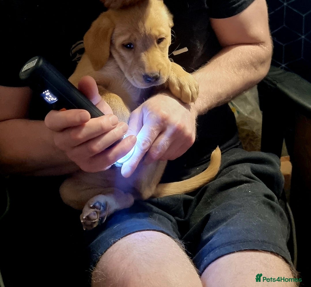 Labrador Retriever dogs for sale: Beautiful Yellow & Fox Red Labrador puppies. - Advert 12