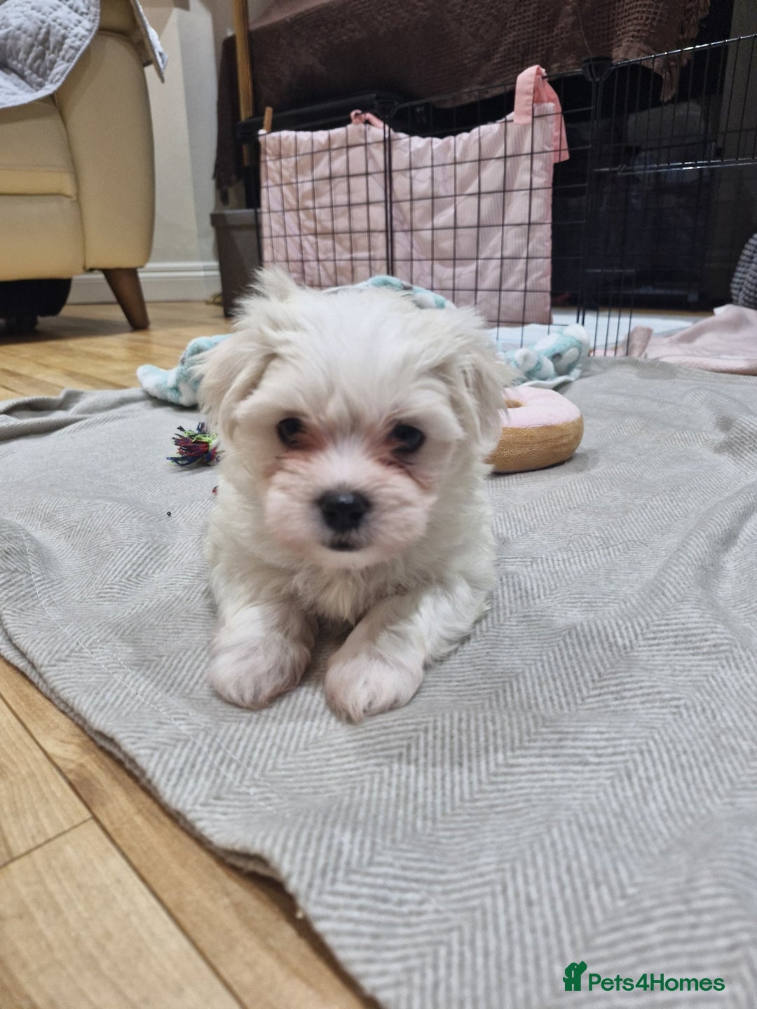 Maltese dogs for sale: Naughty Maltese Puppies For Sale. - Image 4