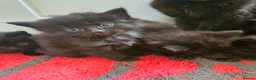 Maine Coon cats for sale: Beautiful black fluffy kittens - Advert 5
