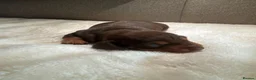 Dachshund dogs for sale: Beautiful Daschund pups  - Advert 9
