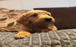 Labradoodle dogs for sale: Stunning miniature Labradoodle  - Image 6