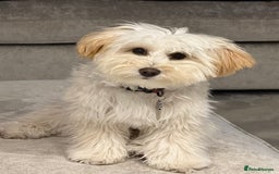 Maltipoo dogs for sale: Daisy F1 Maltipoo - Advert 1