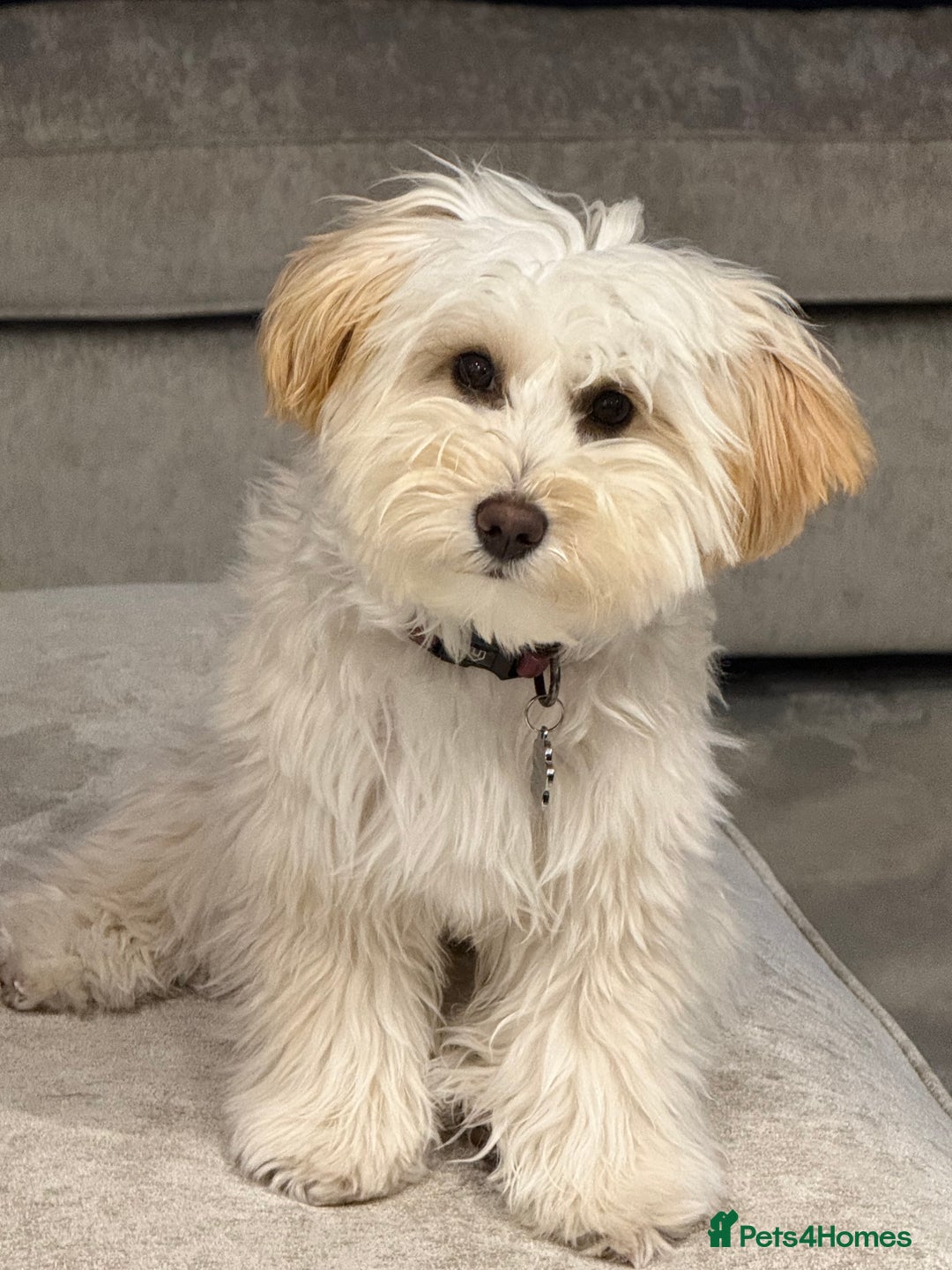 Maltipoo dogs for sale: Daisy F1 Maltipoo - Advert 1