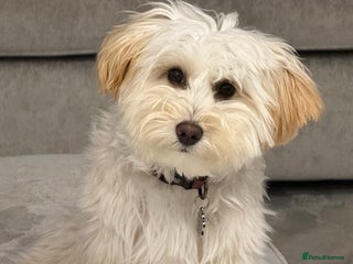 Maltipoo dogs for sale: Daisy F1 Maltipoo - Advert 1