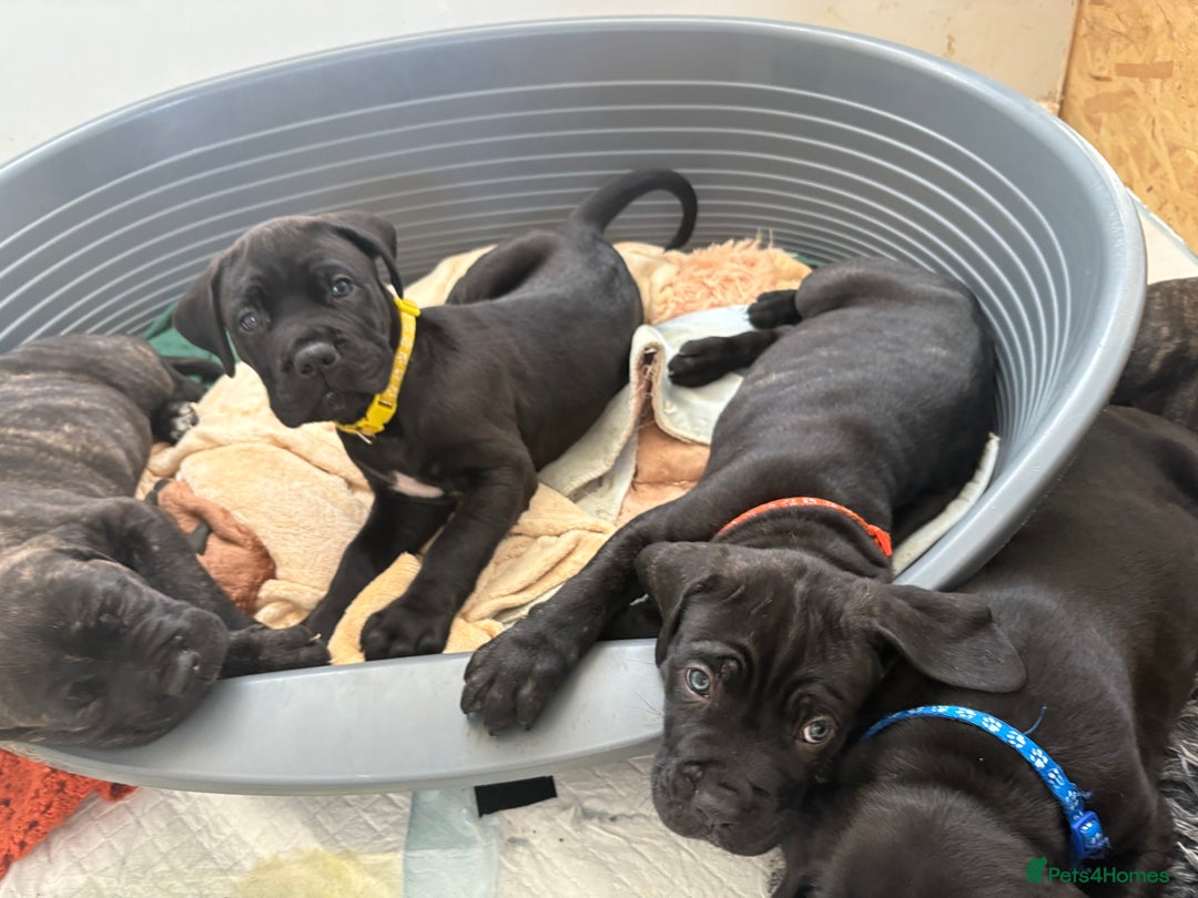 Mixed Breed dogs for sale: Cane Corso x boerboel  - Image 15