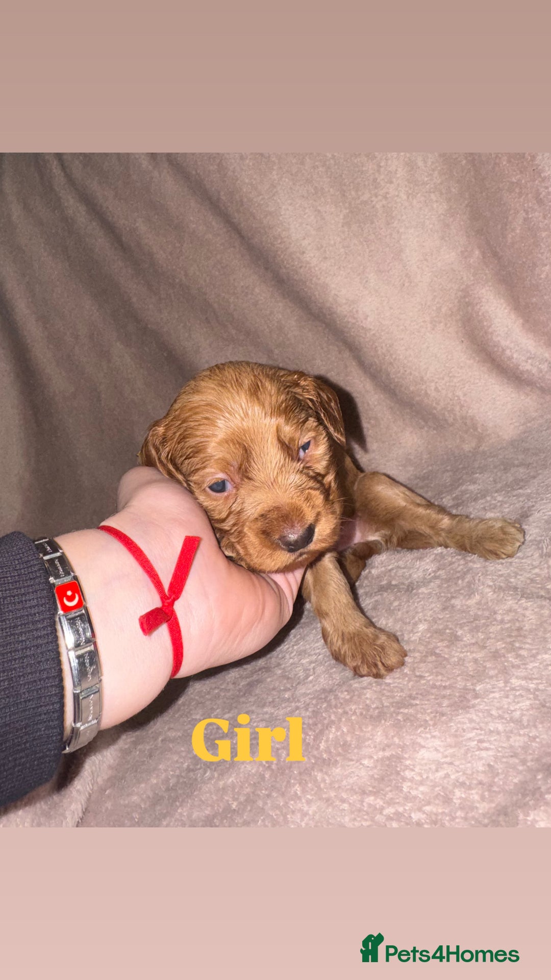 Cockapoo dogs for sale: Cockapoo Puppies  - Advert 9