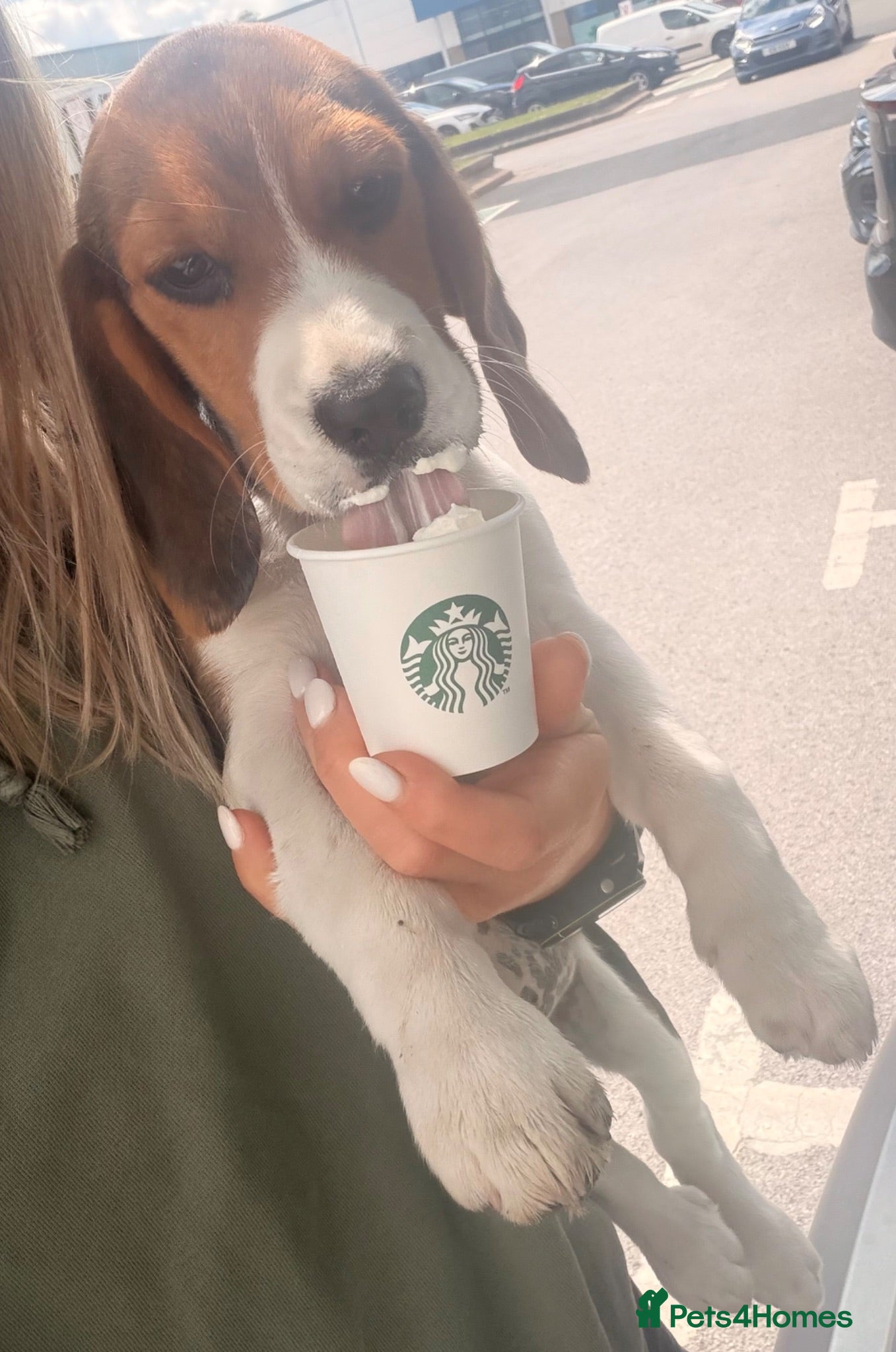 Beagle dogs Stunning KC girl £1300 ready to leave! - Advert 1