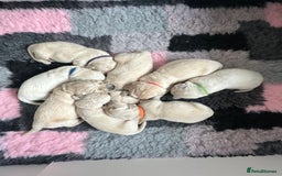 Golden Retriever dogs for sale: Golden Retriever Puppies for sale - Image 1