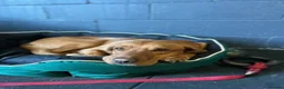 Labrador Retriever dogs for stud: Stunning KC Registred Fox Red Labrador Stud dog - Advert 10