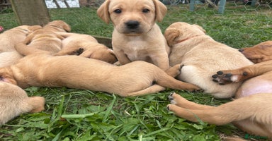 Labrador Retriever dogs - Advert 8