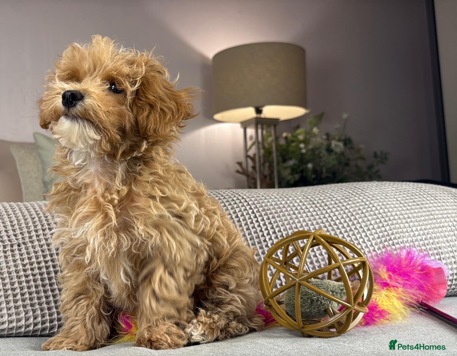 Maltipoo dogs  Fully vaccinated, ready for walks. Stunning.  - Advert 1