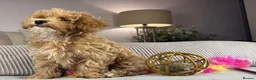 Maltipoo dogs for sale: OAKWELL RETRIEVERS ON INSTAGRAM  - Advert 1