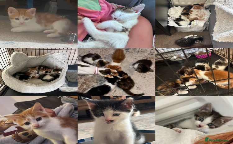 Mixed Breed cats - Advert 10