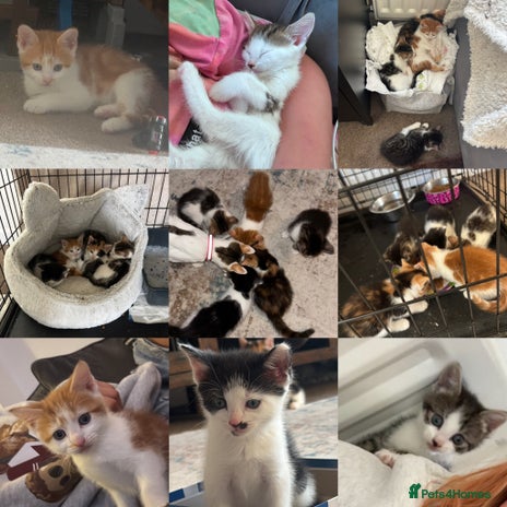 Mixed Breed cats - Advert 3