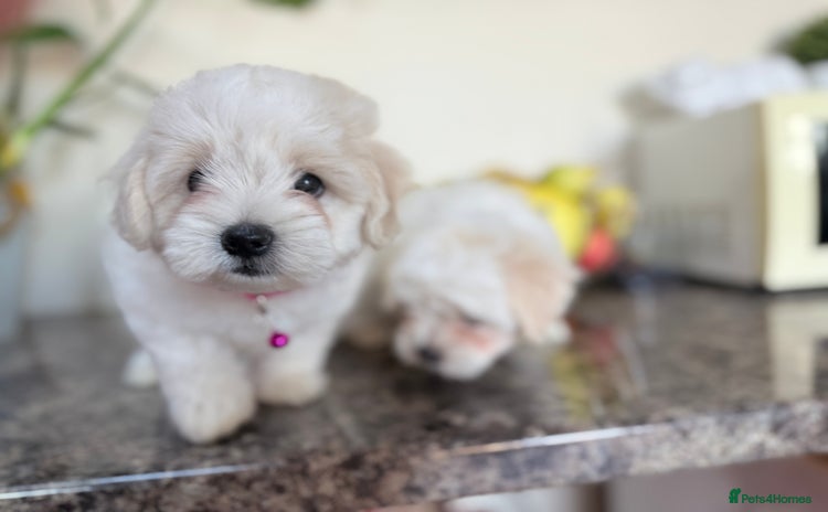 Maltese dogs - Advert 1