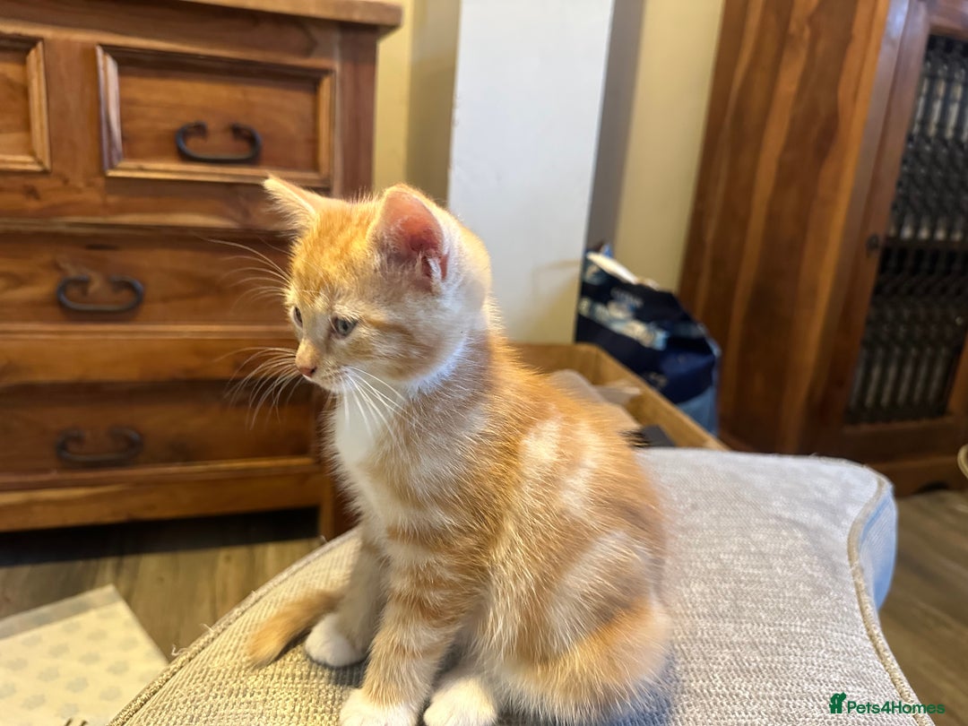 Turkish Van cats for sale: 5 beautiful kittens looking for families  - Image 9