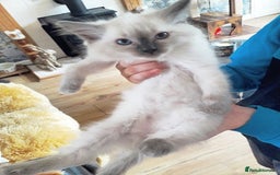 Ragdoll cats for sale: Maincoon ×Ragdoll (Ragcoon) kittens  - Image 4