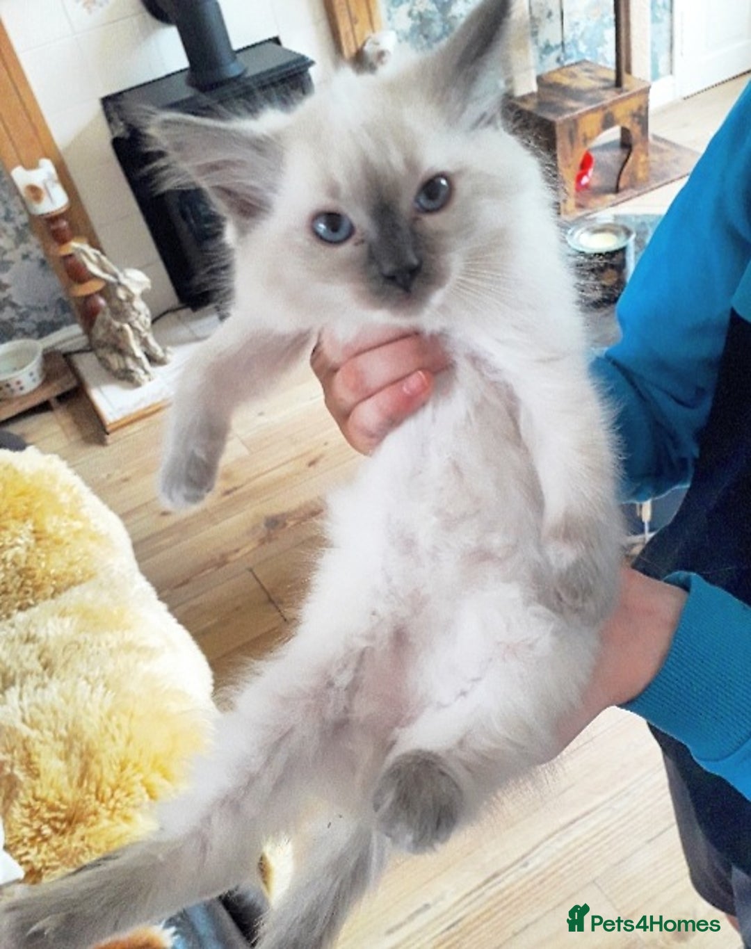 Ragdoll cats for sale: Maincoon ×Ragdoll (Ragcoon) kittens  - Image 4