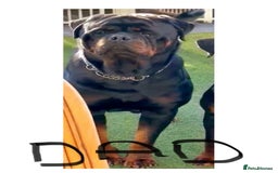 Rottweiler dogs for sale: German Rottweiler  - Image 4