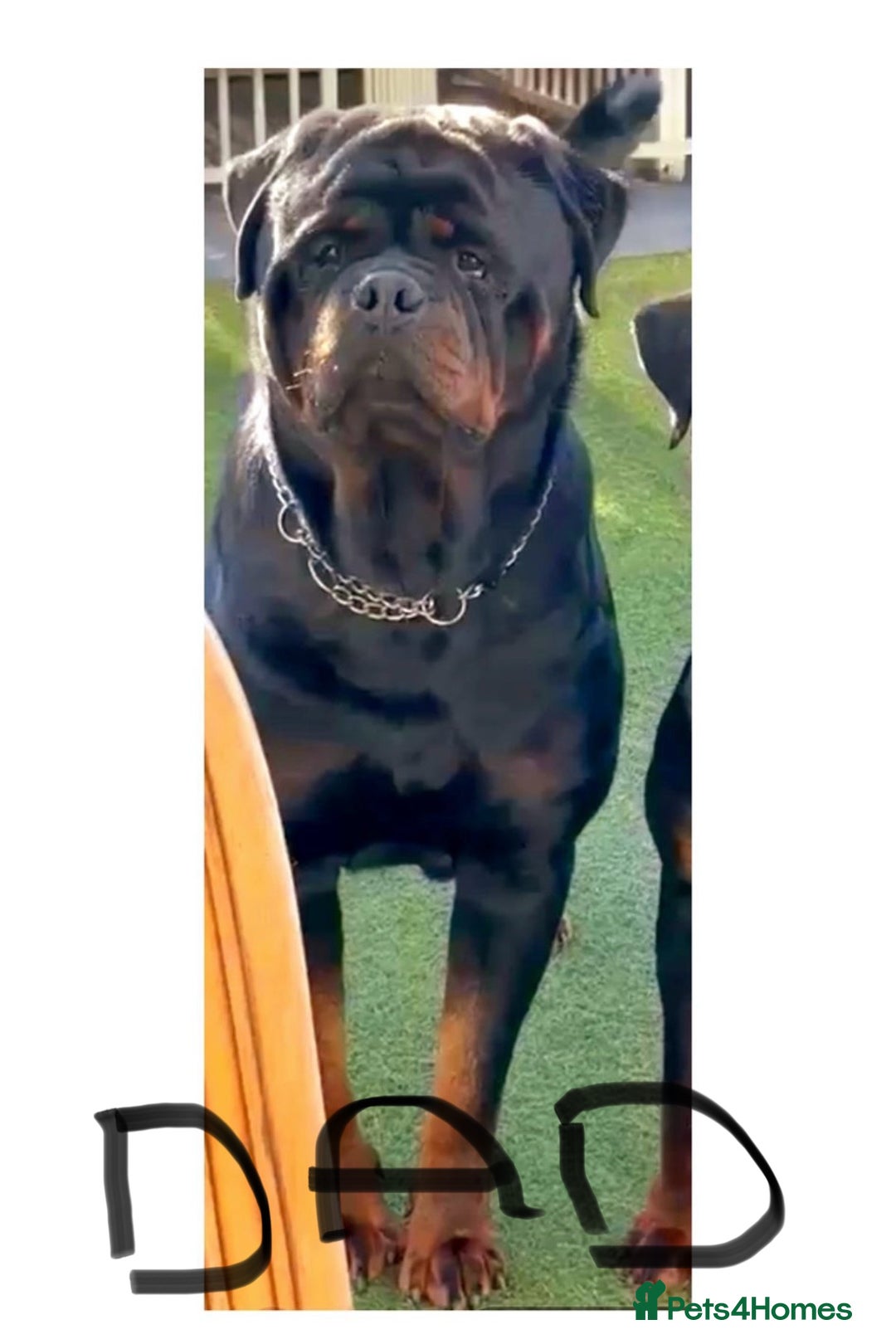 Rottweiler dogs for sale: German Rottweiler  - Image 4