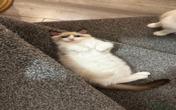 Ragdoll cats for sale: Chunky seal bicolour kitten - Image 5