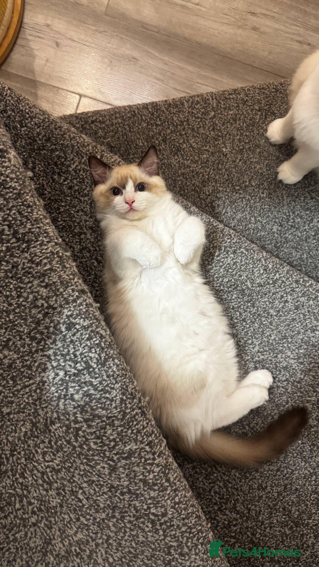 Ragdoll cats for sale: Chunky seal bicolour kitten - Image 5