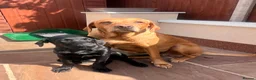 Labrador Retriever dogs for sale: Fully Health Tested KC reg, wkg lab black female - Advert 4