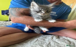 Maine Coon cats for sale: Gorgeous maine coon kittens  - Image 12