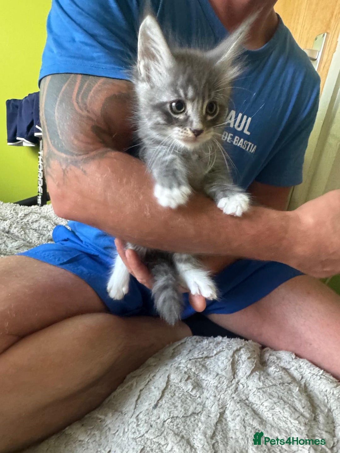 Maine Coon cats for sale: Gorgeous maine coon kittens  - Image 12