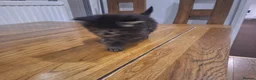 Mixed Breed cats for sale: 4 Tabby kittens - Advert 3