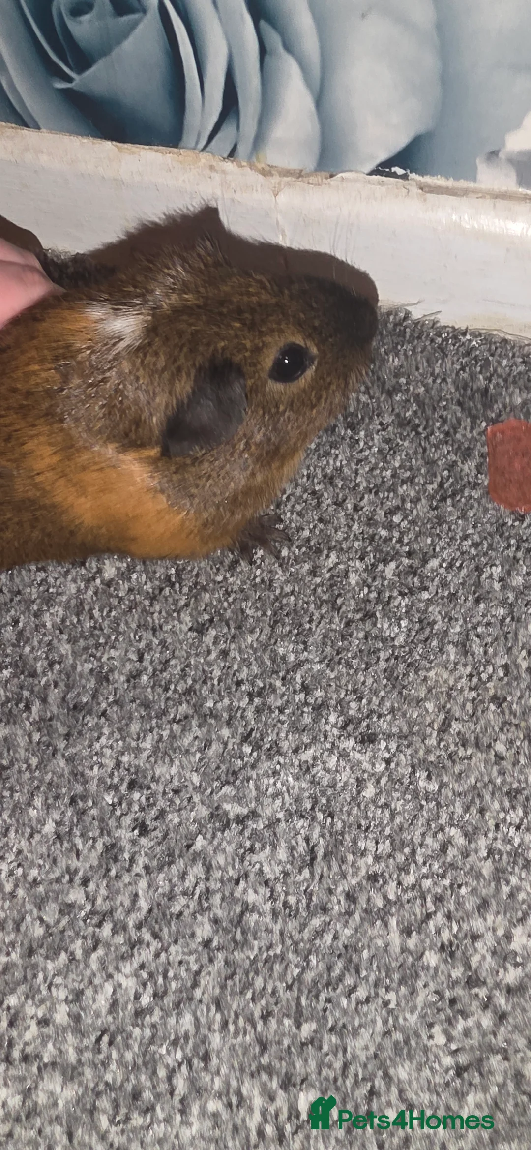 Guinea Pig rodents for sale: 2 male guinea pigs (cookie&squeek) in Wednesbury - Advert 5