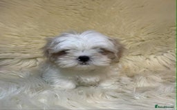 Shih Tzu dogs for sale: Five Adorable Puppies Looking for Loving Families - Image 19