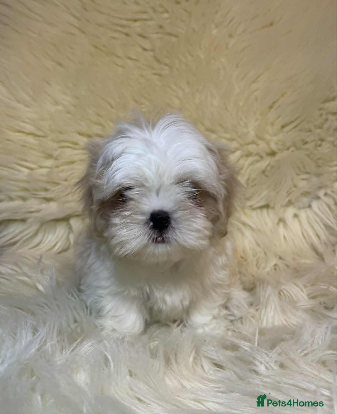 Shih Tzu dogs for sale: Five Adorable Puppies Looking for Loving Families - Image 19