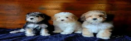 Jackapoo dogs for sale: Beautiful Jackapoo puppies boys and girls - Advert 3