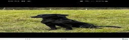 Labrador Retriever dogs for sale: Labrador puppies - Advert 3