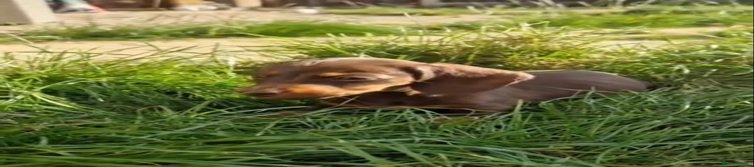 Miniature Dachshund Puppy 4