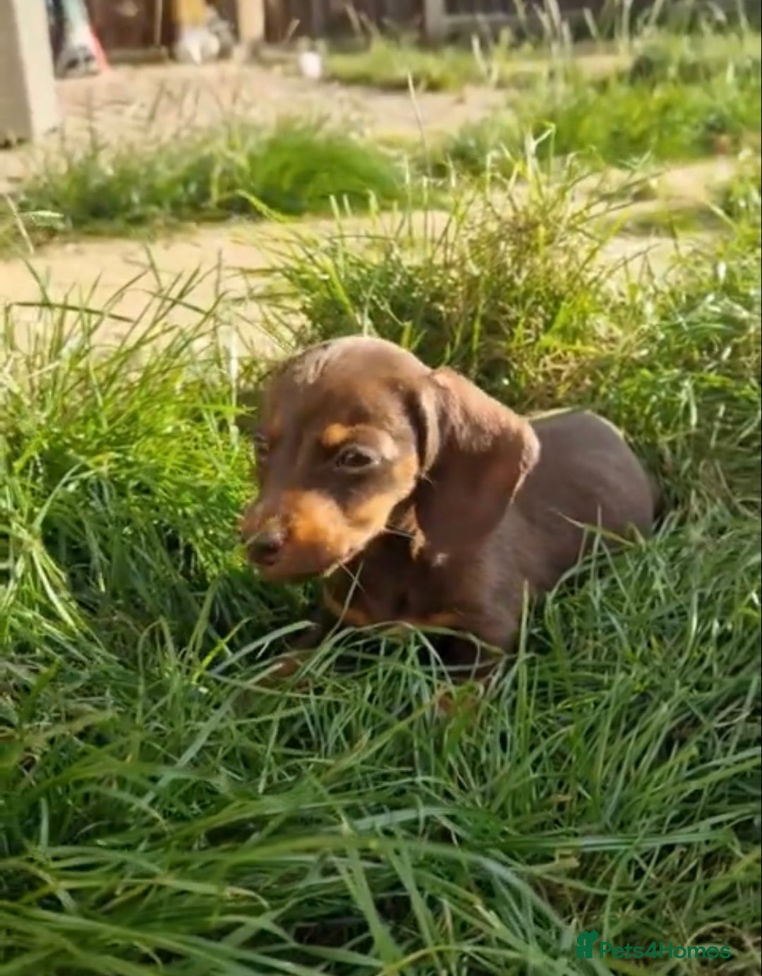 Miniature Dachshund dogs for sale: Chocolate dapples Miniature Dachshund pups. - Image 4