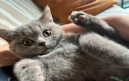 British Shorthair cats for sale: Kind Souls Fluffy Coats British Shorthair Kittens - Image 26