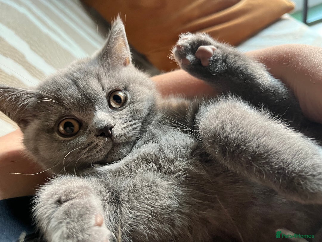 British Shorthair cats for sale: Kind Souls Fluffy Coats British Shorthair Kittens - Image 26