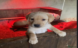 Labrador Retriever dogs for sale: Gorgeous Labrador puppies for sale - Image 20
